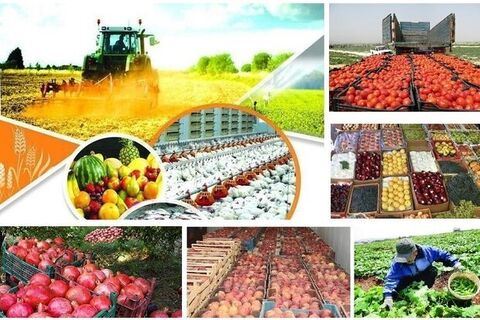 کاهش ضایعات بخش کشاورزی نیازمند تکمیل زنجیره ارزش است