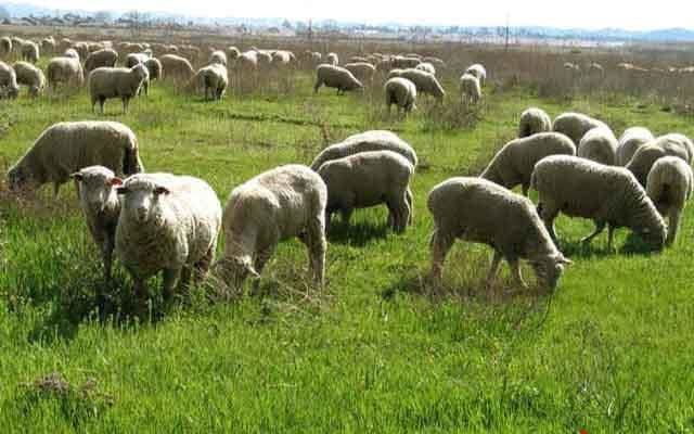 در هشت‌ماهه نخست سال جاری ۸۶۷ میلیون دلار انواع محصولات حوزه دام و طیور کشور صادر شده است.