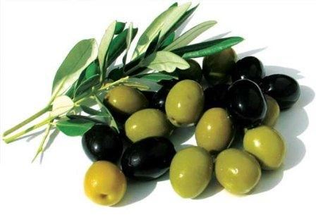  طرح کاشت زیتون در مناطق مستعد رشته کوه زاگرس