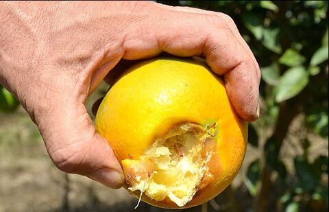 باغداران برای کنترل آفت مگس میوه مدیترانه‌ای چه کارهایی انجام دهند؟