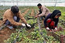معاون اشتغال اداره کل تعاون، کار و رفاه اجتماعی استان کرمانشاه در گفتگو با صداوسیمای کرمانشاه، گفت: به بیش از ۳ هزار و ۳۰۰ طرح روستایی و عشایری تسهیلات پرداخت شده است.