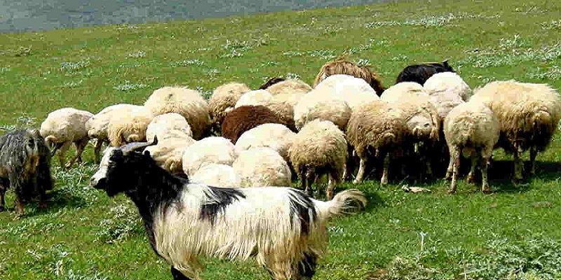 رشد ۳۵ هزار تنی تولید گوشت قرمز توسط عشایر طی ۵ سال