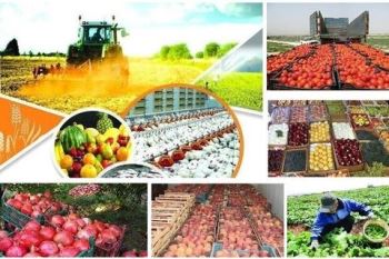کاهش ضایعات بخش کشاورزی نیازمند تکمیل زنجیره ارزش است