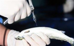 رییس موسسه تحقیقات علوم شیلاتی کشور از آغاز پروژه تحقیقاتی تولید اتوواکسن ها و واکسن های بومی آبزیان خبر داد.
