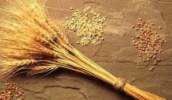 افزایش 2.8 میلیون تنی محصولات کشاورزی با اجرای فاز اول طرح 550 هزار هکتاری