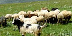 رشد ۳۵ هزار تنی تولید گوشت قرمز توسط عشایر طی ۵ سال
