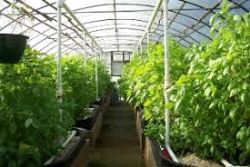 جزییات اجرای طرح سایبانی برای تولید انواع سبزی و صیفی در کشور