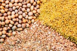 قیمت کنجاله سویا متعادل شد