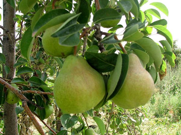 گلابی