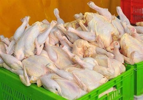 قیمت مرغ 