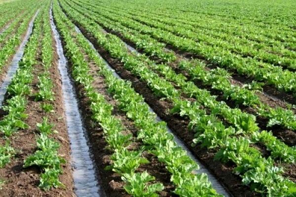 کشاورزی قراردادی راهی برای پیوند بهره‌برداران به بازارهای جدید است