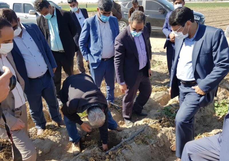 سرمازدگی سیب زمینی 