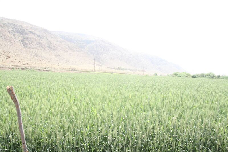 طرح ویژه بیمه محصولات کشاورزی در گیلانغرب با موفقیت اجرا شد