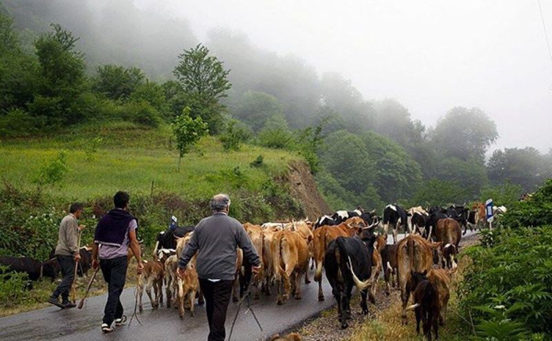 رنج دامداران 