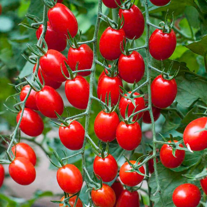 گوجه فرنگی 