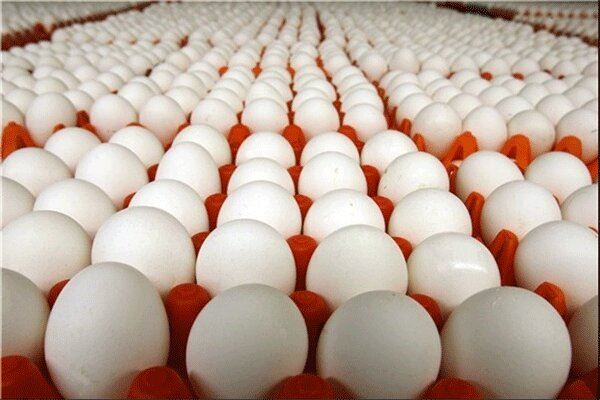 ممنوعیت عرضه تخم مرغ فله‌ای را شد