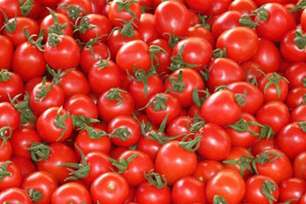 گمرک گوجه فرنگی واردات 