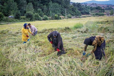 انحراف تسهیلات اشتغال روستایی چهارمحال و بختیاری کمتر از ۵ درصد است