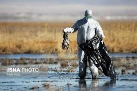 آنفلونزای پرندگان 