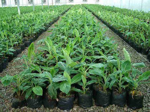 صادرات ۱۰۰هزار اصله نهال از آذربایجان غربی به کشورهای همسایه
