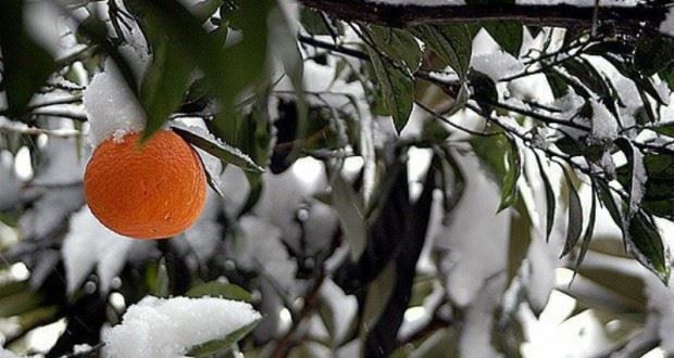  بیمه کشاورزی و سه هزار میلیارد دلار خسارت تغییر اقلیم