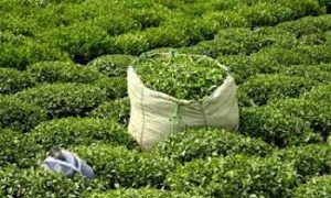 چای _ برداشت چای 