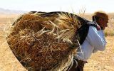 با کمبود نهاده های دامی مواجه هستیم. دامداران در حال ورشکستی هستند.