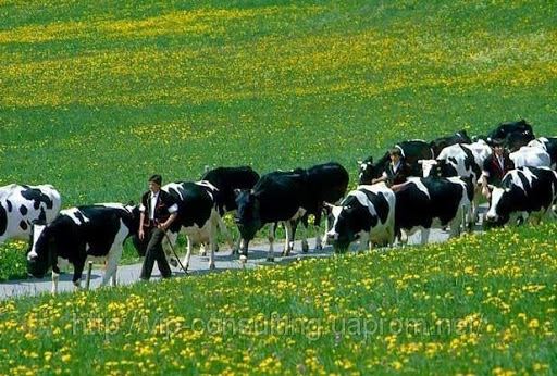 داروهای بیماری دام 