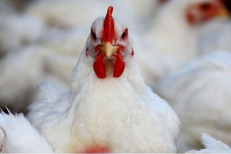 مرغ 
