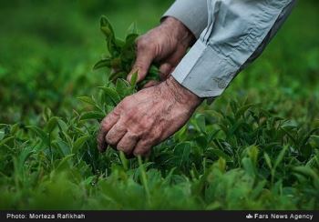 برداشت ۱۱۷ هزار تن برگ سبز چای در سال ۹۹