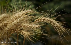 به جای استفاده از اصلاح‌کننده‌ها، بهتر است روی کیفیت گندم سرمایه‌گذاری شود
