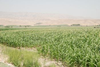 باغداری