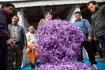 عکس زعفران خام