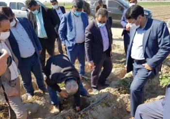 سرمازدگی سیب زمینی 