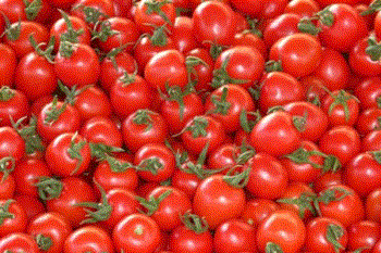 گمرک گوجه فرنگی واردات 
