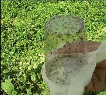 انجام مبارزه بیولوژیک در۲۳۰۰ هکتار از مزارع گوجه فرنگی و ذرت آذربایجان غربی