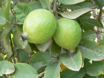 میوه گرمسیری