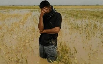 سیل خسارت محصولات کشاورزی