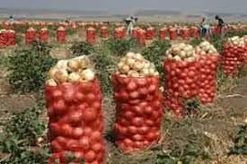 برداشت پیاز در جیرفت
