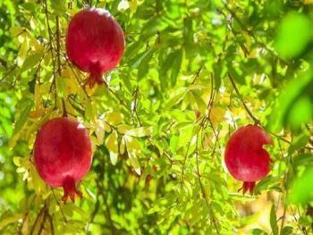 محصولات باغی _انار