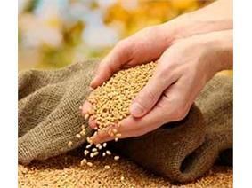 بذر _تولید بذر