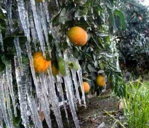 سرمازدگی _محصولات باغی _ فارس