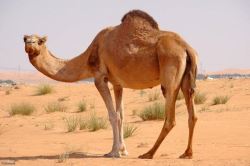 شتر 