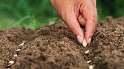 ارز ترجیحی برای ترخیص بذرهای علوفه‌ای اختصاص می‌یابد
