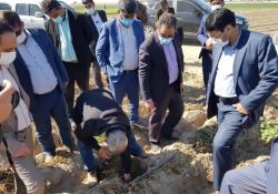 سرمازدگی سیب زمینی 