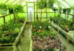 تحقق 63 درصدی برنامه‌های مصوب و ابلاغی طرح توسعه گلخانه‌های کشور