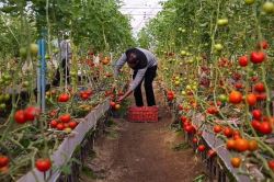 ۳۰ هکتار شهرک گلخانه‌ای در نهاوند احداث می‌شود