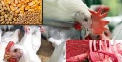 قیمت مرغ _دام 