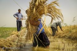 بررسی سازوکار خرید گندم 1400 در نخستین نشست شورای راهبری