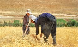 گندم _خرید تضمینی